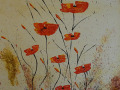 Mohnblumen Traum
